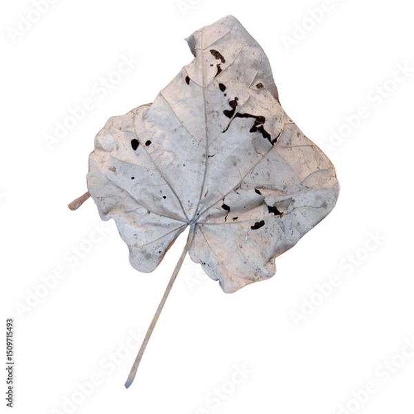 Fototapeta leaf on a white background