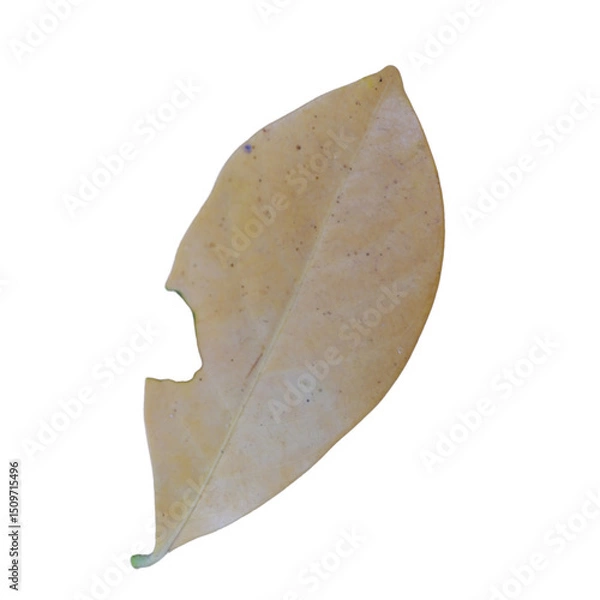 Obraz leaf on a white background
