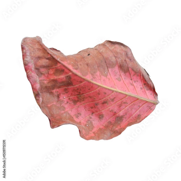 Obraz red leaf on white background