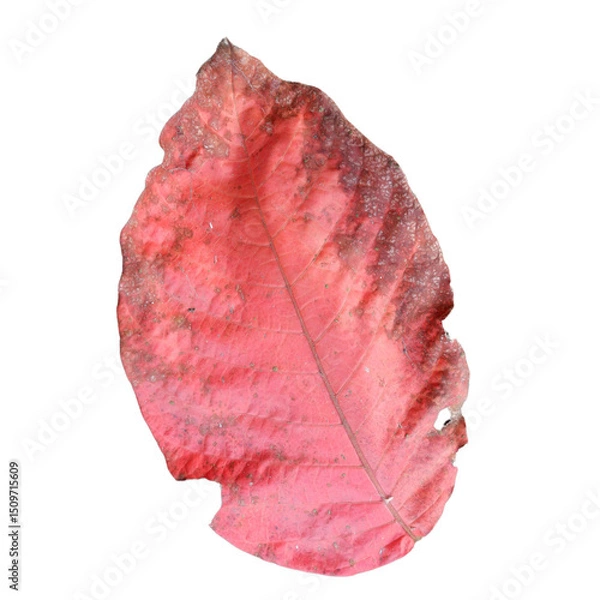 Fototapeta red leaf on white background