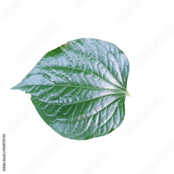 Obraz green leaf isolated on white background