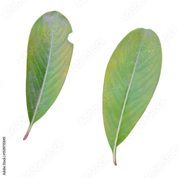 Obraz green leaf isolated on white background