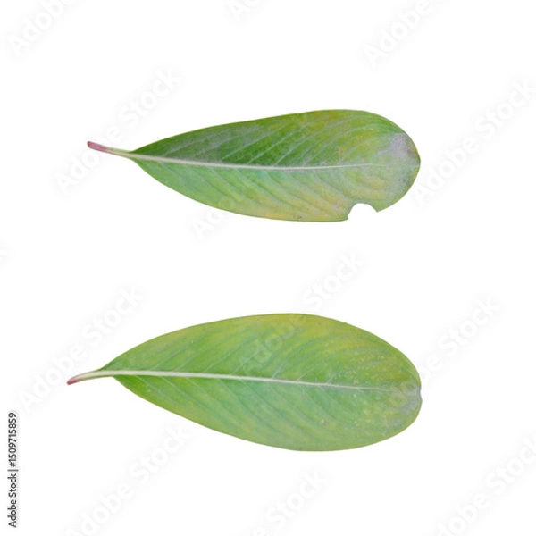 Obraz green leaf isolated on white background
