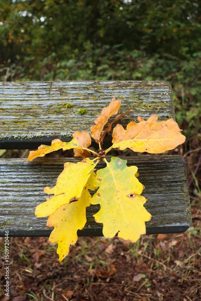Fototapeta Yellow and orange leaves on a bench