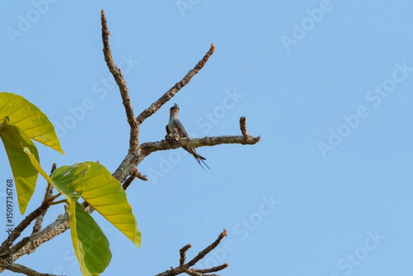 Fototapeta Crested Treeswift perched on a branch under a clear blue sky in its natural habitat