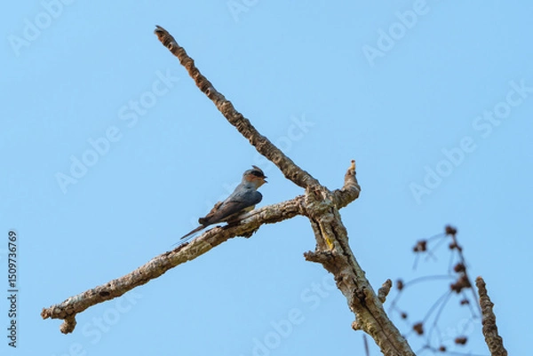 Fototapeta Crested Treeswift perched on a bare branch against a clear blue sky in a serene natural setting