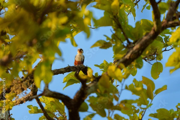 Fototapeta Black-thighed falconet perched on a branch in vibrant foliage during a sunny afternoon