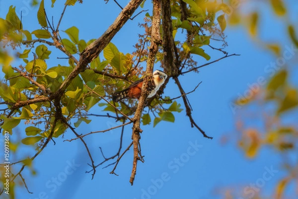 Fototapeta Black-thighed Falconet perched on branches, enjoying a sunny day in its natural habitat