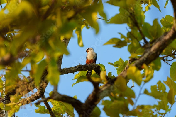 Fototapeta Black-thighed Falconet perched on a branch in a vibrant green tree against a clear blue sky
