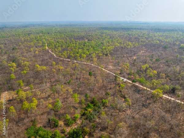 Fototapeta Lush green trees in Buon Don district, Dak Lak province showcase a contrast to the surrounding arid land during midday