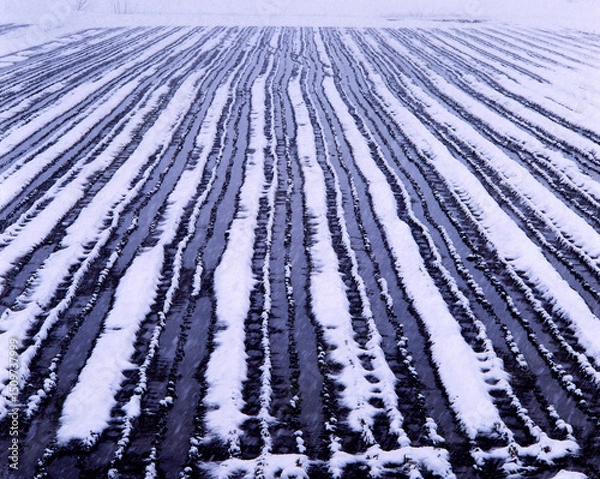 Obraz 田んぼの畝とみぞれ降る（美瑛町）