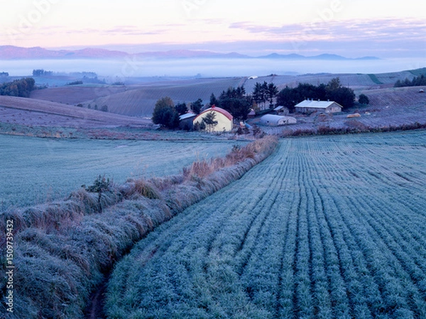 Obraz 日の出前、秋撒き麦が霜で凍っていた.
