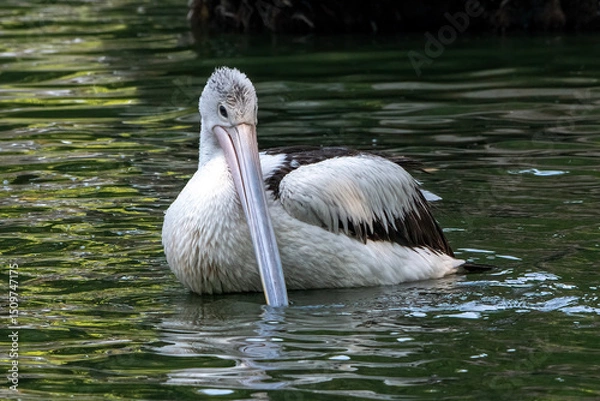 Fototapeta 
Pelicans bathe in the pond