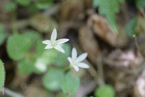 Obraz 日本：タニギキョウ（Peracarpa carnosa var. circaeoides ）／真上から見た1センチに満たない小さな鐘形の白い花【野草】長野県・5月
