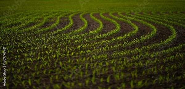 Fototapeta Corn growing in fertile soil. Young corn plants sprouting in field. Cultivated in spring. Seeds planted in rich ground. Plant growth in meadow. Farming corn on open land. Corn plants growing on farm.