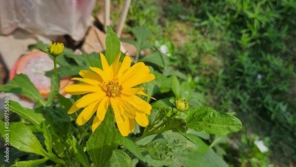 Fototapeta  Yellow flower
