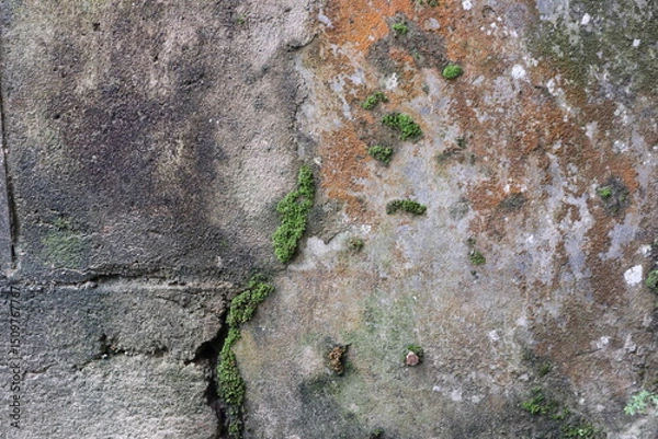 Fototapeta stone wall with moss