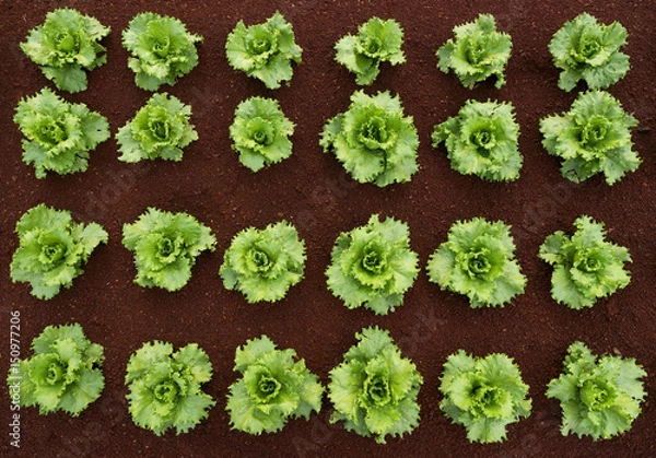 Fototapeta Lettuce