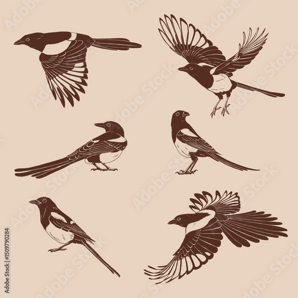 Obraz Magpie, flying bird, set. Hand drawn vector illustration