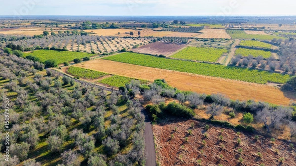 Fototapeta Campi e uliveto dall'alto - Salento