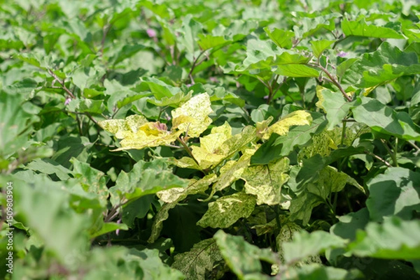 Obraz Photo of eggplant leaves infected with gemini virus. The leaves are yellow.