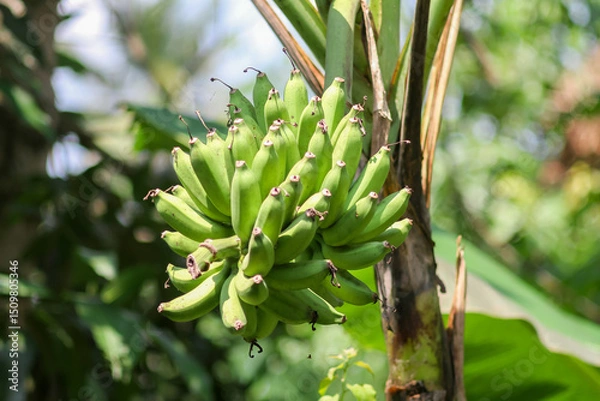 Obraz Photo of bananas on the tree.