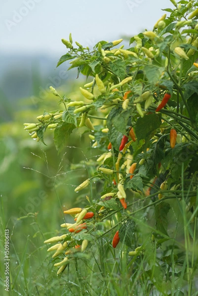 Obraz Photo of a cayenne pepper plant with very dense cayenne pepper fruit.