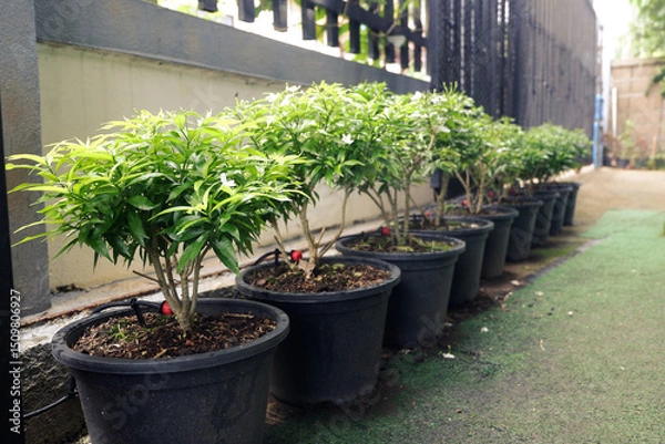 Fototapeta A beautiful row of short flower trees planted in pots for placing along the walkway in front of the house. There are Golden penda, Gardenia jasminoides, and Solenostemon scutellarioides.