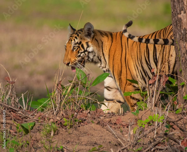 Fototapeta A young tiger cub out of the bushes in a forest in India.