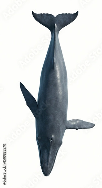 Obraz Blue Whale on White Background