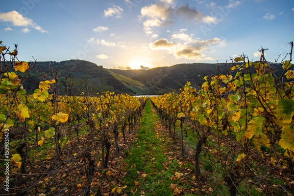 Fototapeta Beautiful vineyards in autumn, yellow leaves, a dreamy sunrise amidst the vineyards. View through two rows of vines to the Moselle.
