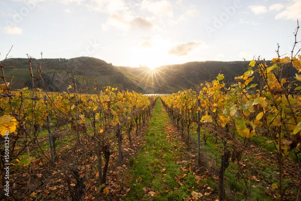 Fototapeta Beautiful vineyards in autumn, yellow leaves, a dreamy sunrise amidst the vineyards. View through two rows of vines to the Moselle.