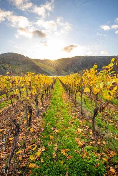 Fototapeta Beautiful vineyards in autumn, yellow leaves, a dreamy sunrise amidst the vineyards. View through two rows of vines to the Moselle.
