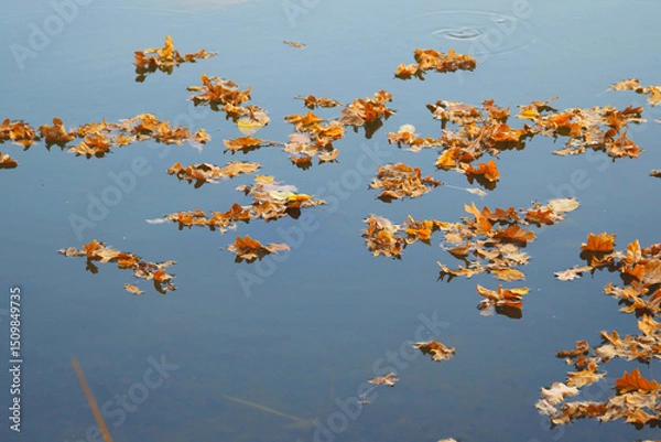 Obraz Autumn dry oak leaves on the surface of the water