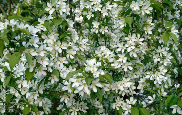 Fototapeta Apple tree blossom close up, background