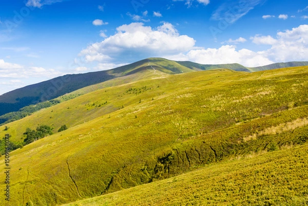 Fototapeta mountain landscape with green meadows in summer. picturesque wallpaper of popular travel destination of transcarpathia. mount great peak in the distance. sunny afternoon with fluffy clouds on blue sky