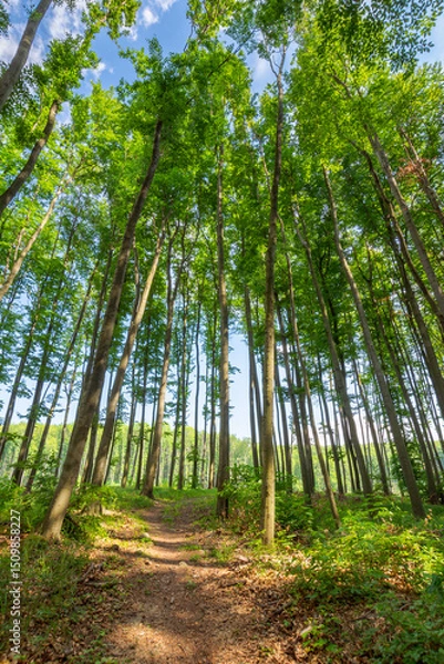 Fototapeta dirt road through beech woods. tall trees with green lush canopy beneath a blue sky with clouds.  renewable resource of ukraine. nature scenery with forest cut ahead in spring afternoon light
