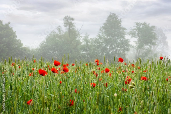 Fototapeta poppies in the field of rye. rural landscape on a mist morning in summer. silhouettes of trees in the distant fog. countryside scenery in mysterious atmosphere. peaceful green environment