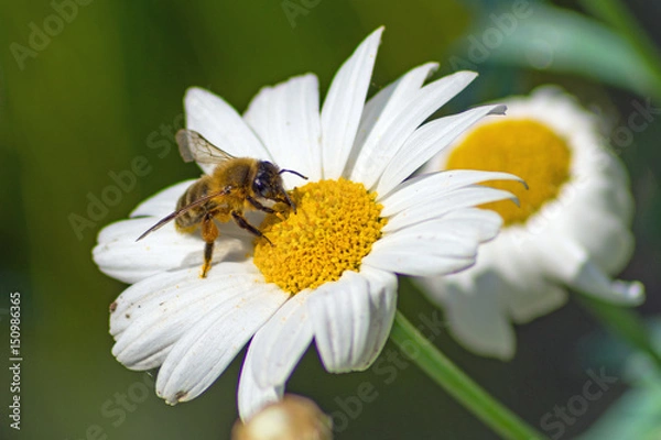 Fototapeta little honeybee on white blossom