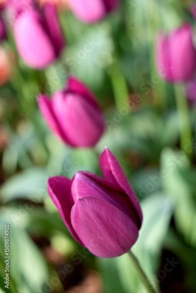 Fototapeta チューリップの花