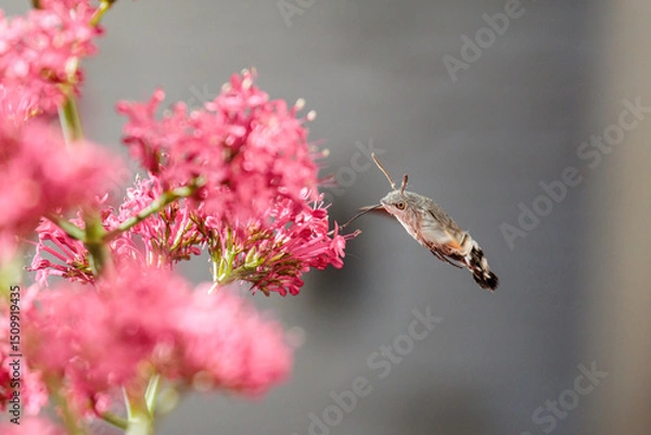 Fototapeta Macroglossum stellatarum. Profile of a hummingbird in flight, sipping nectar from flowers.