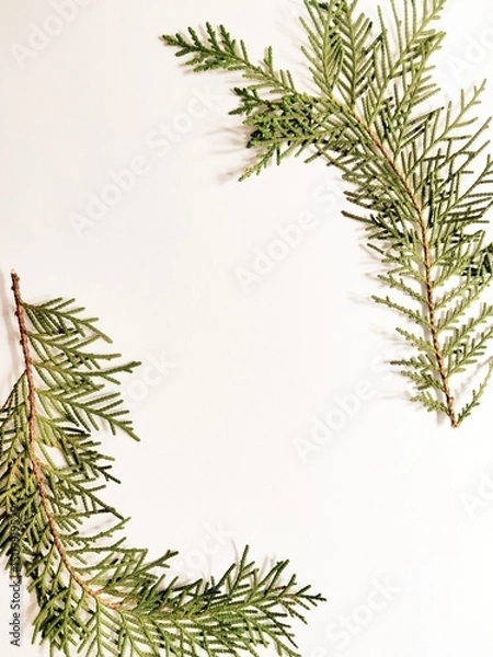 Fototapeta Thuja occidentalis, also known as northern white-cedar or eastern arborvitae, is an evergreen coniferous tree, in the cypress family Cupressaceae, Green Leaf on White Background.