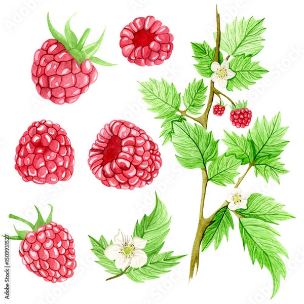 Obraz Watercolor raspberry set with ripe berries, green leaves, and white flowers. hand-painted botanical illustration isolated on white background. summer fruit collection for design and decoration