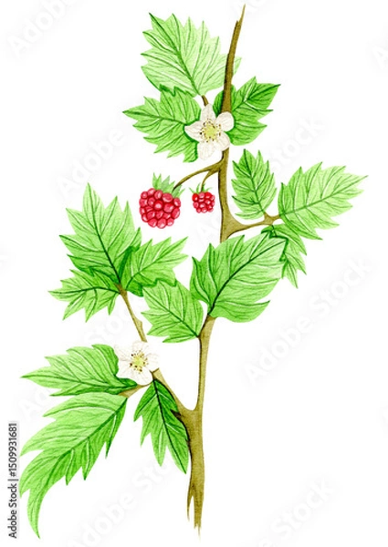 Obraz Raspberry branch with ripe berries and green leaves, done in watercolor. Hand drawn botanical illustration on white background. Summer fruit collection for design and decor