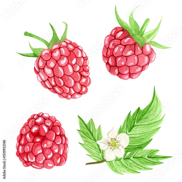 Obraz Watercolor set of three juicy and bright raspberries with leaf and flower. Hand drawn botanical illustration on white background. Summer fruit collection for design and decor