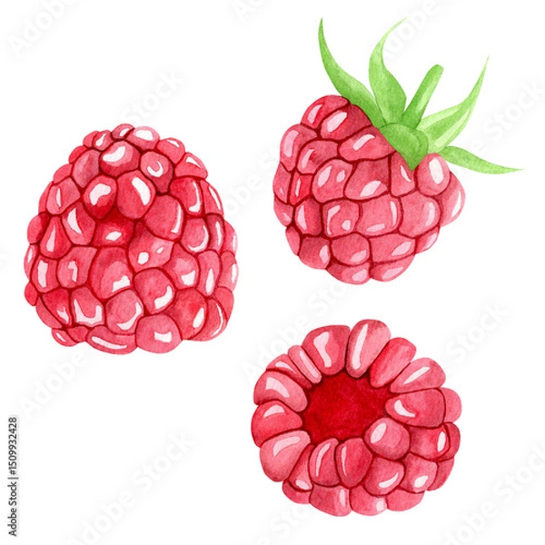 Obraz Watercolor set of three ripe raspberries. Hand drawn botanical illustration on white background. Fruit collection for design and decor