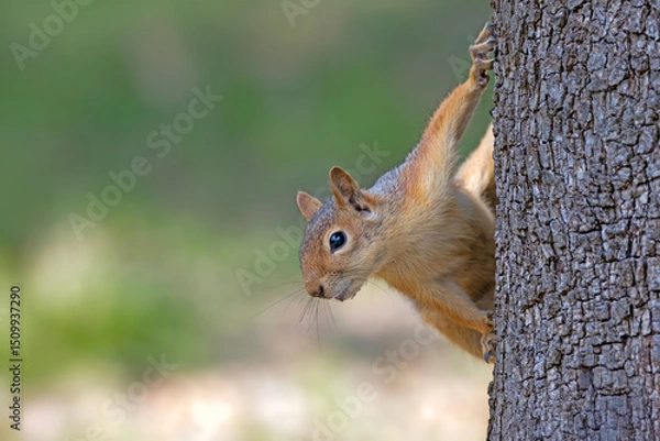 Fototapeta squirrel on a tree