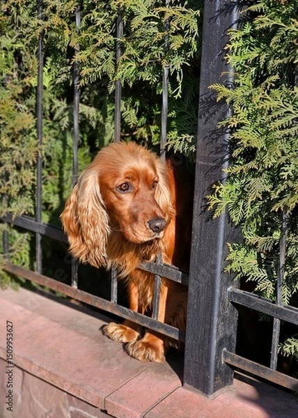 Fototapeta very cute guard dog poking his head through the fence and looking you up and down, dog on the fence