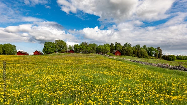 Obraz A typically red wooden house and barn in a Swedish summer landscape