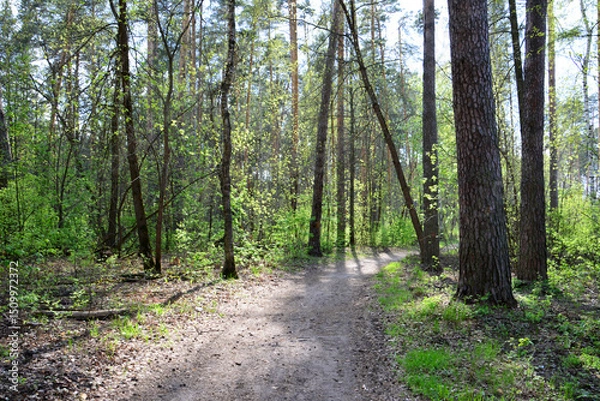 Obraz A path through a vibrant spring forest with pine trees